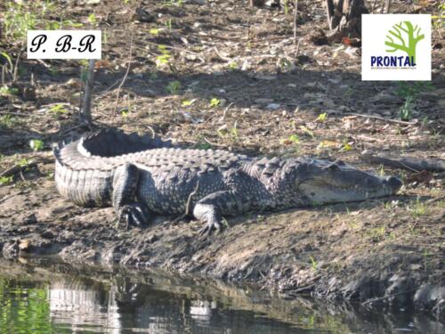 Cocodrilo de pantano (Crocodylus moreletii)