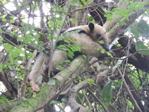 Oso hormiguero (Tamandua mexicana)