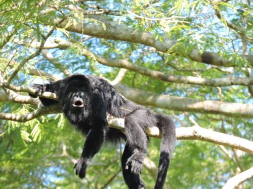 Mono aullador negro (Alouatta pigra)