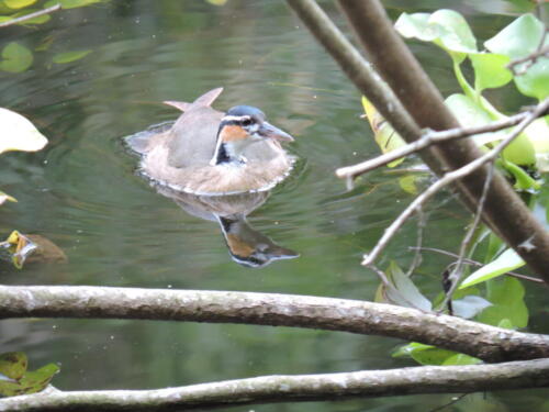 Pájaro cantil (Heliornis fulica)