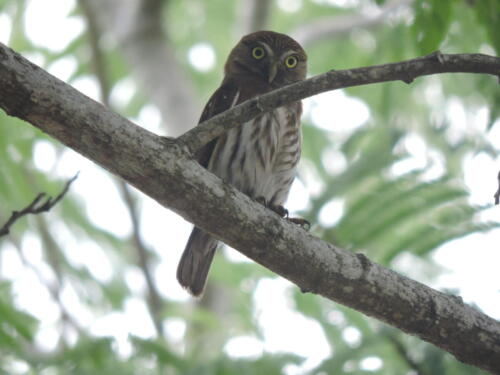 Tecolote bajeño (Glaucidium brasilianum)