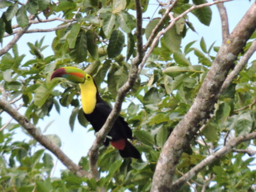 Tucán pico canoa (Ramphastos sulfuratus)