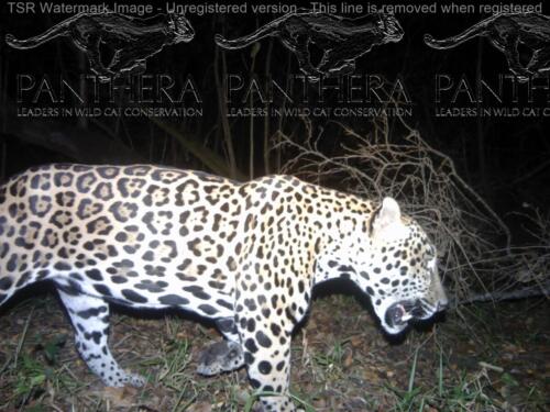 Jaguar(Panthera onca)