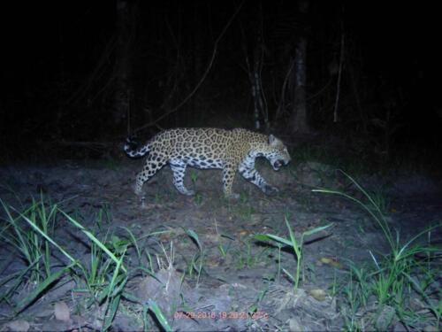 Jaguar (Panthera onca)