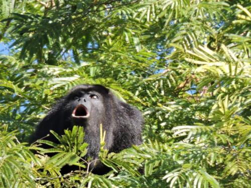 Mono aullador (Alouatta pigra)
