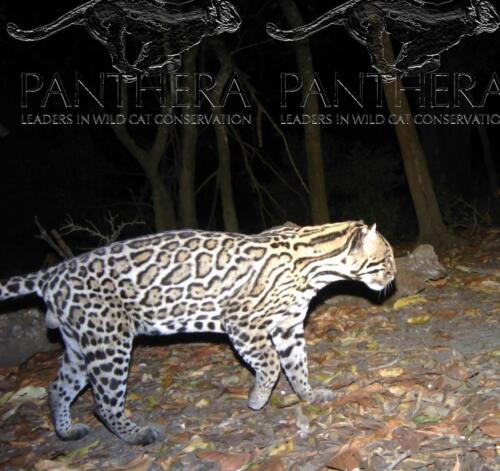 Ocelote (Leopardus pardalis)