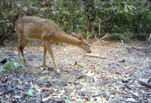 Venado