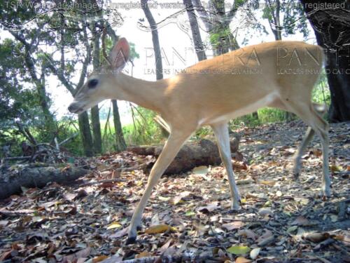 Venado cola blanca (Odocoileus virginianus)